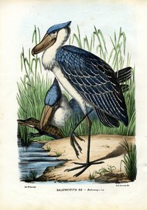 ホエールヘッド、1863-79 作： Raimundo Petraroja